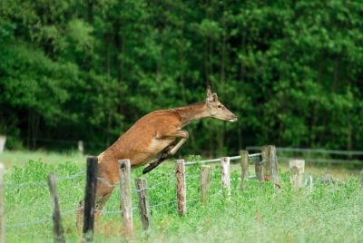 Dit hert sprong sierlijk over het prikkeldraad.
Nikon D200
Iso 400  1/400 sec  F4.8