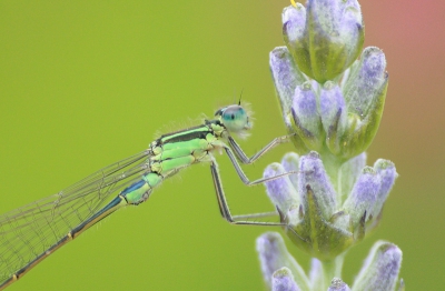Na alle standaard libellen foto's heb ik geprobeerd een close-up te maken van dit Lantaarntje. Het viel me niet tegen.