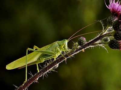 foto van vanmorgen met wisselende weersomstandigheden. Gemaakt vanaf statief met de Nikon d90 + sigma macro lens