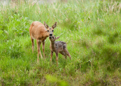 Het is al even geleden dat ik een foto geplaatst hebt,maar toen ik thuis kwam vond ik hem toch wel de moeite.De foto is gemaakt wandelend door het bos met statief op de nek.