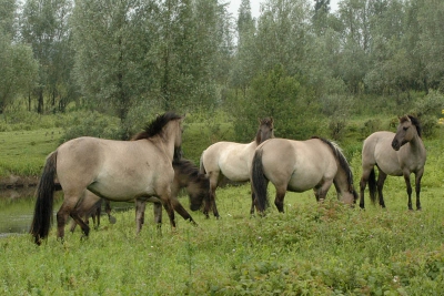 Foto van Konikspaarden gemaakt tijdens regenachtige workshop met Sjon Heijenga.