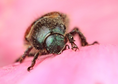 Deze rozenkever deed zich tegoed aan de bloem van een wilde roos waardoor hij zich goed liet fotograferen.