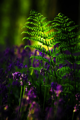 Een veel gefotografeerd bos als de boshyacinthen in bloei staan, en terecht, het is overweldigend mooi. Naast de bloemendeken trof ik het contrast van fris groen met het blauw paars mij ook.