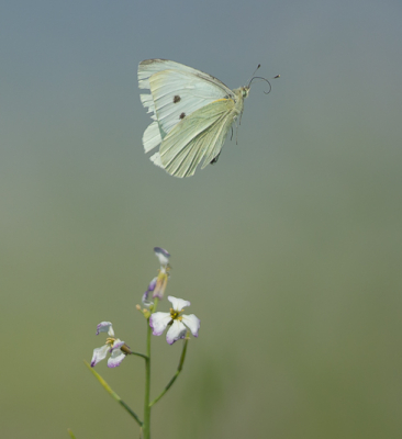 wq dwqfwe fwe fwe  wef we s v sv  vr gv sv sd v e vs v sd v sev s vs v sv s v sd vsd v v s v sdv s bvs bv sd v sd vs dvb sb df bsdv d vsdv