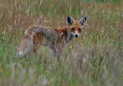 Afgelopen zondag tijdens het aanzitten voor reewild kwam onverwacht deze vos het veld overwandelen.
Een aangename verrassing.