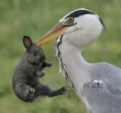 Nature picture: 2. Oryctolagus cuniculus / Konijn / Rabbit
