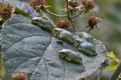 Deze nog jonge boomkikkertjes (juv) blijven, zeker in de beginperiode, elkaar nog even gezelschap houden.
Genomen vanaf statief met 180mm macro.