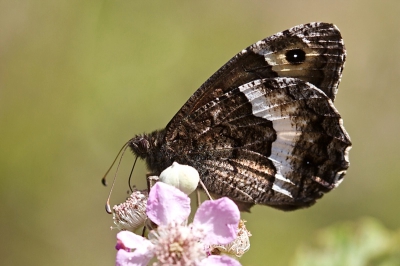 Een vrij schaarse standvlinder hier, maar in de Cevenne was deze vlinder vrij talrijk.
Uit de hand genomen met 100mm macro.