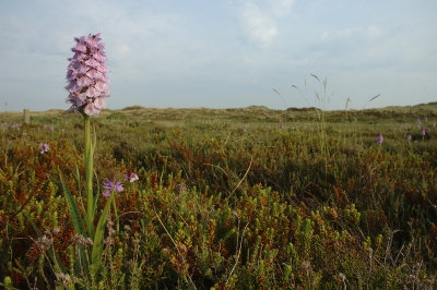 In de avond met zacht zonlicht wilde ik naast close-ups van de orchideen deze ook graag in zijn omgeving fotograferen. Een groothoekobjectief leent zich daar uitstekend voor.