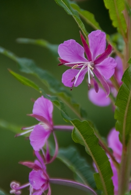 tijdens een wandeling langs het kanaal een plaat geschoten van deze plant