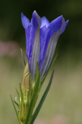 Zonnig weer met af en toe een wolkje voor de zon, licht briesje. Als je goed kijkt zie je eitjes van het gentiaanblauwtje. Ook gezien, maar deze wilde niet op de bloem gaan zitten.