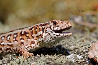 lekker in de zon,relax een kopje koffie erbij, geen stress,de kop leeg,weggezonken in de hobby natuur fotografie