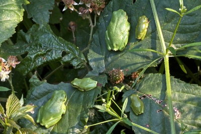 Volwassen boomkikkers naast een paar jonge exemplaren (juv.). 
De opname gemaakt vanaf statief met 100mm macro.