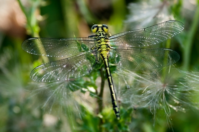 De opname met flits maakte hem m.i. wat mooier. Deze soort is niet erg schuw en blijft lang zitten. Helaas zoekt hij niet vaak de uiteinden van het gewas op.