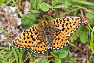 Deze vlinder verkoos om steeds  op de grond te gaan zitten, inplaats mooi op een bloem. 
Maar ik vond het toch de moeite waard ze vast te leggen, want het zijn prachtvlinders.
Opname gemaakt vanaf npootstatief met 100mm macro.