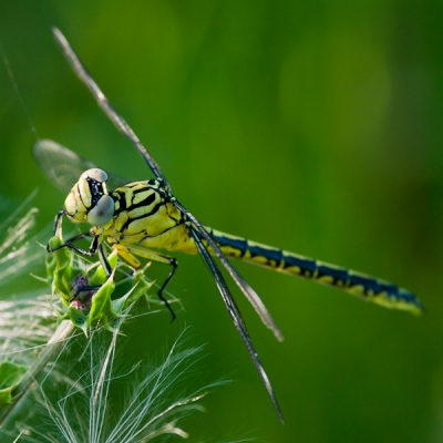 Op een zonnige avond.  vanaf een monopod. Is dezelfde libel als eerder gepost.
