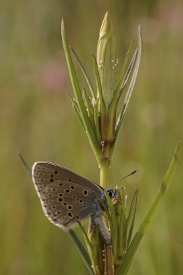 Licht bewolkt, een licht briesje. Uit de hand gefotografeerd, omdat het gentiaanblauwtje continu bewoog, zoekend naar een juist plekje om haar eitjes af te zetten.  De opname kan wat mij betreft beter, maar ben toch erg blij met deze bijzondere soort.
Opvallend koos dit gentiaanblauwje alleen voor een niet bloeiende klokjesgentiaan om zijn eitjes op af te zetten.