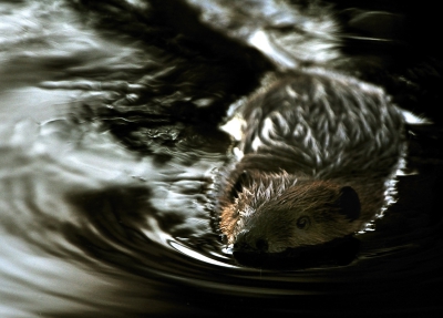 Tegenlicht opname bij het vallen van de avond vanaf een bruggetje. Na lang aarzelen zwom deze bever uiteindelijk onder het bruggetje door