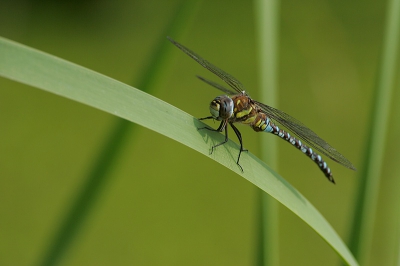 <i class='fa fa-user'></i>&nbsp;Peter van der Wijst&nbsp;| Paardenbijter&nbsp; <i class='fa fa-eye'>&nbsp;122</i> &nbsp; <i class='fa fa-comment-o'>&nbsp;1</i>