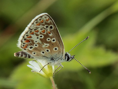 Op een ruig stukje natuur waren heel wat icarusblauwtjes aanwezig. Maar even poseren was er niet bij. Uiteindelijk toch een bereidwillige gevonden.