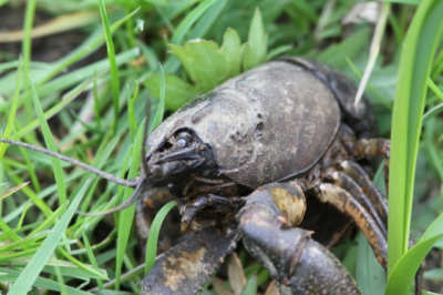 op mijn computer kwam ik bijgaande foto tegen van 3 maanden terug. dit levend wezen is ongeveer ruim 10 centimeter groot, heeft 2 flinke scharen zoals een kreeft en een bijzonder gepantserd lichaam. Verder diverse sprieten en volgens mij 8 poten.