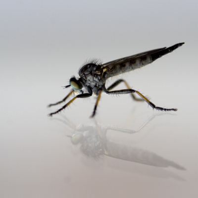 vlieg zat op een ochtend tegen het huiskamerraam aan, kon als statief het raam gebruiken, want voor mijn statief zat hij te hoog