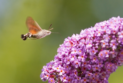 Vandaag voor het eerst een koligrie vlinder gezien en vast kunnen leggen.
Natuurlijk heel veel mislukte beelden maar ik vond deze er wel mee door kunnen.