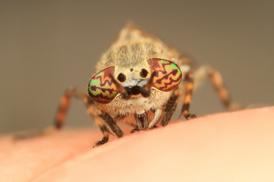 Wat eerst een van mijn meest gehate insekten was, is sinds een half jaar een grote wenssoort, want wat een ogen heeft deze vlieg.
Terwijl ik uit de auto stapte landde er metten een op mijn hand. Mijn eerste reactie was om uit te halen maar die ogen... Daarom maar weer een fotootje gemaakt.
Ik heb nog steeds de bult las bewijs.
(ps: voor Peter ;))