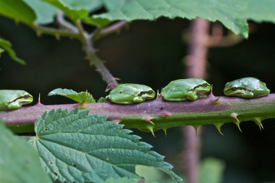 Deze boomkikkertjes op een bramentak zitten er niet alleen mooi bij, maar stralen ook iets van geduld uit.
Iets, wat je ook zeker leert met natuurfotografie.