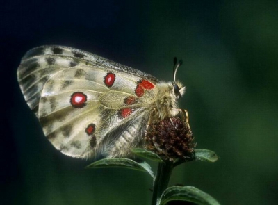 Net ontpopte vlinder bezindt zich op zijn eerste vlucht.