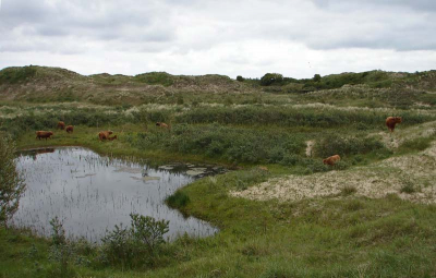 <i class='fa fa-user'></i> andrea | Berkheide een van de meertjes in het gebied  <i class='fa fa-eye'> 156</i>   <i class='fa fa-comment-o'> 6</i>