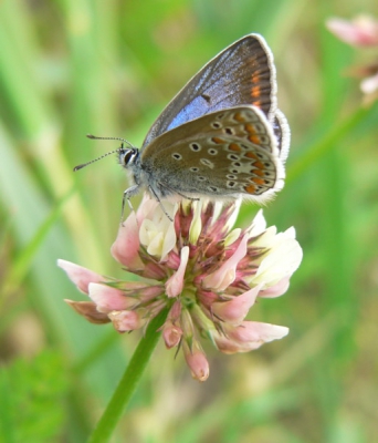 Vandaag voor het eerst dit jaar weer de Icarus Blauwtjes gezien. Ondanks het bewolkte weer, toch nog een redelijk aantal geteld.