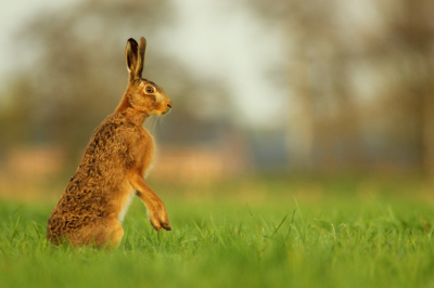 ik zag de haas lopen in een grasveld en ben er in gaan liggen, de haas was erg nieuwsgierig en liep op mij af en toen hij het tenslotte niet vertrouwde wou hij een beter overzicht hebben....