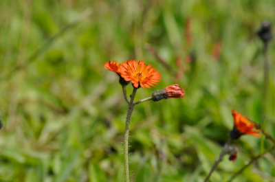zonnige dag...in een afgeschermd gebiedje met Schotse Hooglanders en veel wilde bloemen.