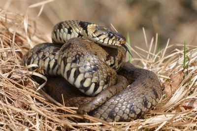 Lag te zonnen aan de waterkant,in een groot ven op de veluwe.
Zijn voorzichtig dichterbij gegaan,en gelukkig bleef hij liggen.
Prachtig beest!