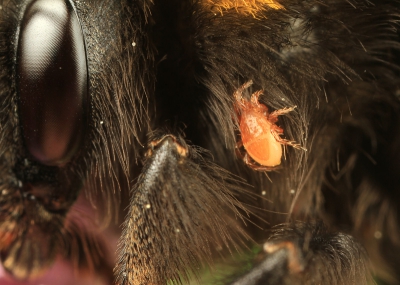 Tijdens het fotograferen van deze slapende hommel viel mijn oog op dit kleine beestje. Hopelijk heeft de hommel daar niet al teveel last van.