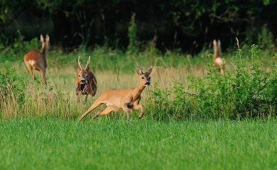 Ik heb vaker drijvende reeen gezien in de bronsttijd , maar zo hard als deze 2 achter elkaar aan zaten had ik ze nog niet eerder zien lopen. 
Zelfs het overig reewild maakte zich geschrokken uit de voeten.