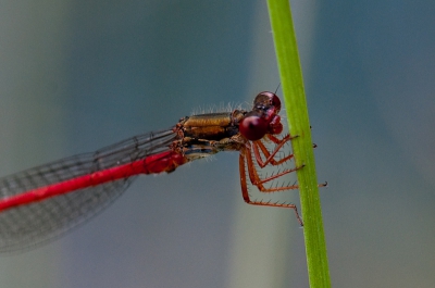 deze kleine juffer kwam ik tegen tijdens een wandeling bij Bakkeveen. Er was veel wind dus scherpstellen viel niet mee