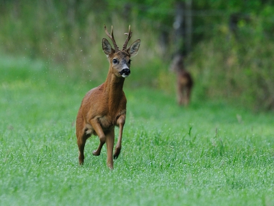 Vanmorgen weer volop genoten van de reeenbronst.
Deze heerser van het veld komt even een jonge spitser die dicht bij me liep van het veld jagen.