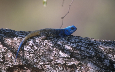 dit beest kleurde blauw waar je bijstond.