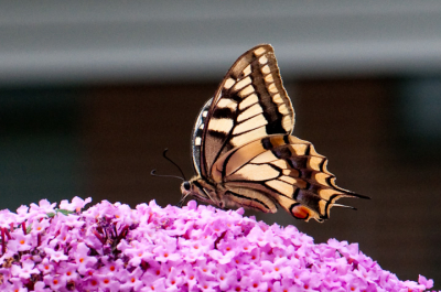 Gisteren opnieuw een koninginnepage in de tuin gezien. Snel de camera gepakt. De achtergond is helaas niet perfect maar het leven is kiezen