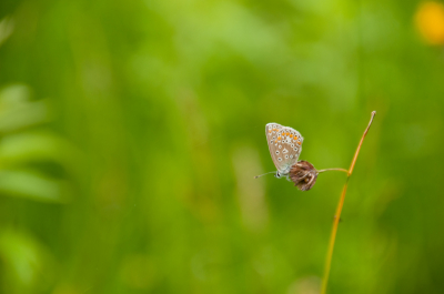 Het was bewolkt en regenachtig weer. Maar na een paar spatten was het droog en met de groep cursisten gingen we op zoek naar beestjes in een stuk gras langs het water. Opeens zag ik deze vlinder roerloos zitten. Zonder statief gefotografeerd.