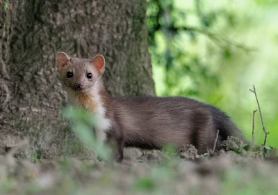 Gistermiddag kwam ik spontaan deze boommarter tegen in het veld.
2 opnames mocht ik maken , toen was ie weer verdwenen.