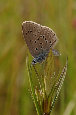 Licht bewolkt, een licht briesje. Uit de hand gefotografeerd, want echt stilzetten deed het gentiaanblauwje niet.