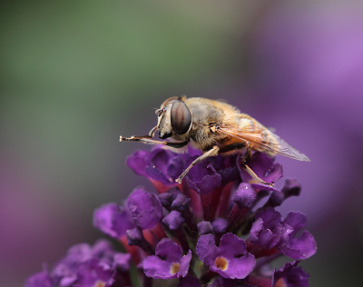 Kleurrijke opname van een Blinde Bij op de dieppaarse bloemen van de Vlinderstruik. Op de donkere bloemen kwam dit insect mooi tot zijn recht.