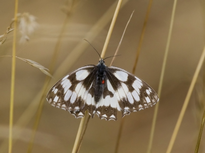 Bij dit dambordje viel de rode vlek aan de zijkant van het lichaam op.
Een teek denk ik??????