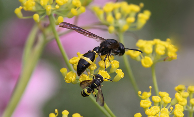 Deze wespen zie ik regelmatig in mijn tuin. De grote (plooivleugel) wesp is ongeveer 2 cm. De kleine ongeveer 1cm. Ik kan ze op internet niet terugvinden. Wie helpt mij.