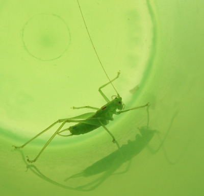 Op een regenachtige avond moet deze jongen gedacht hebben: als ik toch moet verzuipen dan in limonade! Zo kwam hij in mijn beker terecht.