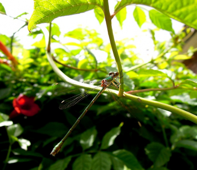 Vanmiddag in de tuin gemaakt. Ben benieuwd wat jullie er van vinden.. Ik vond vooral de kleuren, en de scherpte-diepte mooi.