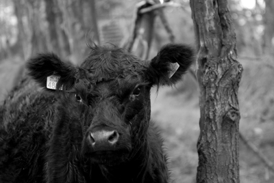 Het weer was bewolkt met soms zonnige perioden, maar ook regenachtig. De bewolking had wel een voordeel, het was een grote softbox.